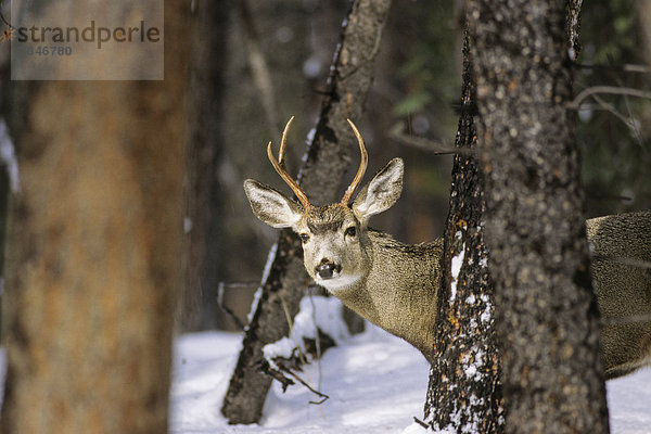 Maultierhirsch buck  British Columbia  Kanada.