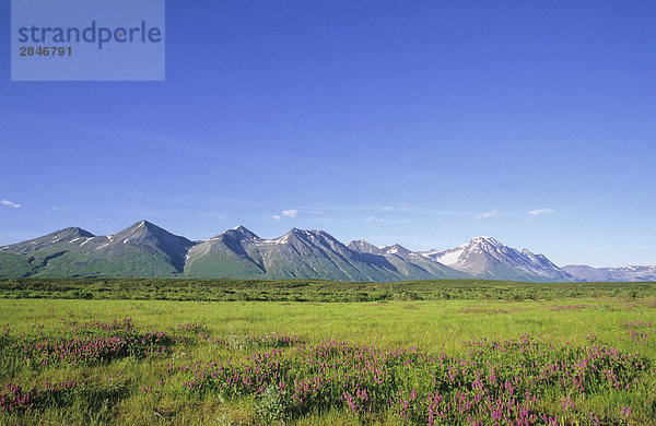 Quellgebiet des Tatshenshini River  Tatshenshini-Alsek Provincial Park  British Columbia  Kanada.