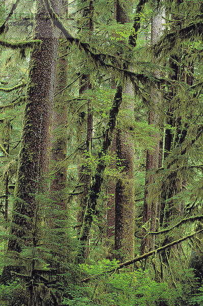 Die Sitka-Fichte. Carmanah Regenwald  Vancouver Island  British Columbia  Kanada.