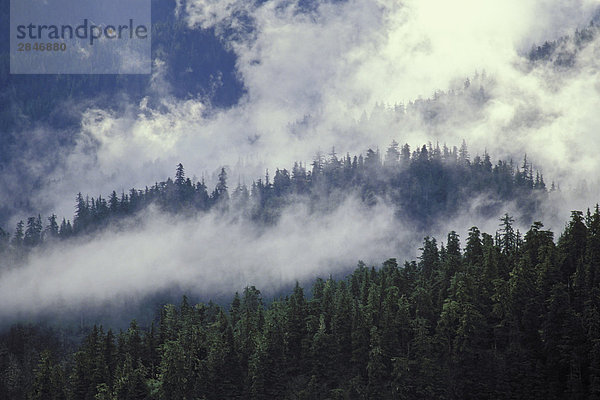 Küste Nebel auf Zedern  Fichte & Tannen. Coast Mountains  British Columbia  Kanada.