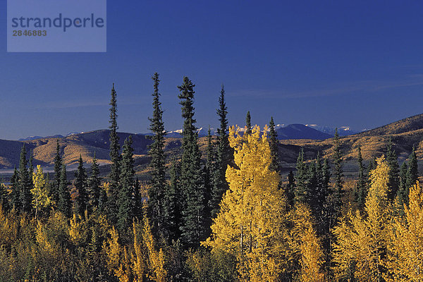 Herbst Espen & Fichte entlang der Alaska Highway  British Columbia  Kanada.