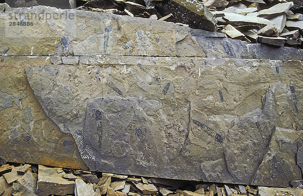 Burgess-Schiefer Fossilien  Yoho Nationalpark  British Columbia  Kanada.