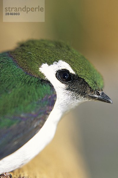 Close up of Violet-Green Swallow  Smithers  British Columbia  Kanada.