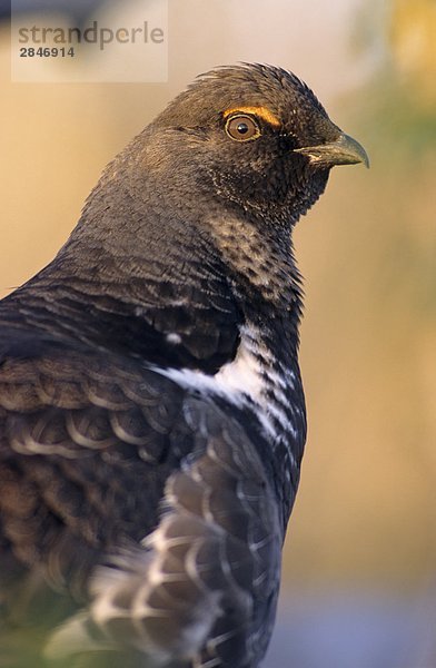 Blau Grouse (Felsengebirgshuhn Obscurus)  British Columbia  Kanada.