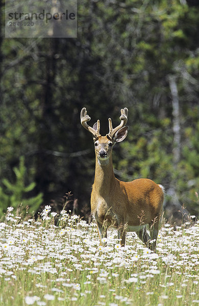 Weißwedelhirsch Buck in Wildblumen  Kootenay-Nationalpark  British Columbia  Kanada.