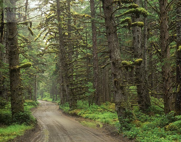 Tow Hill Road in Naikoon Provincial Park  Haida Gwaii  British Columbia  Kanada.