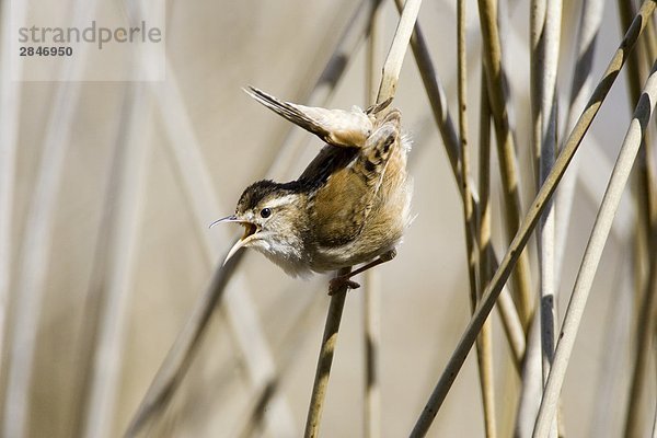 Marsh Wren  Bechers Prairie  British Columbia  Kanada.