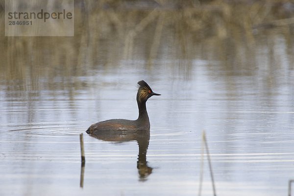 Eared Grebe  Bechers Prairie  British Columbia  Kanada.