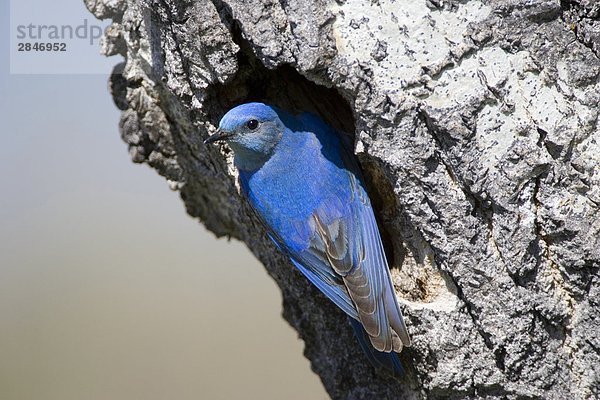 Berg Bluebird  Bechers Prairie  British Columbia  Kanada.