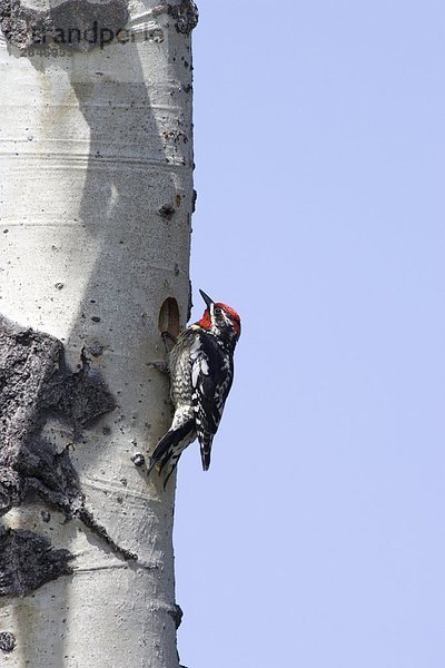 Red-genannt Saftlecker Schafe Junction Bereich  British Columbia  Kanada.