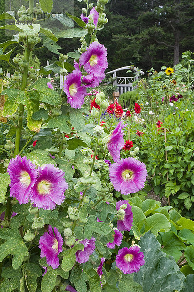 Stockrose Blumen im Garten am Hollyhock educational Center  Cortes Island  British Columbia  Kanada.