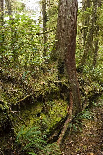 Krankenschwester Anmelden auf Regenwald Trail im Pacific Rim National Park  Vancouver Island  British Columbia  Kanada.