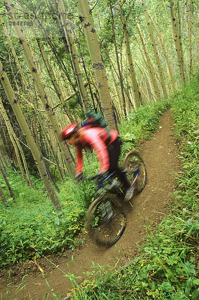 Mountainbiker Fahrten nach unten die Gun Creek Trail von Spruce Lake  südlichen Chilcotin Bergen  British Columbia  Kanada.