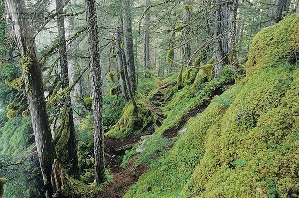 Interior Regenwald  Bowron Lake Provincial Park  British Columbia  Kanada.