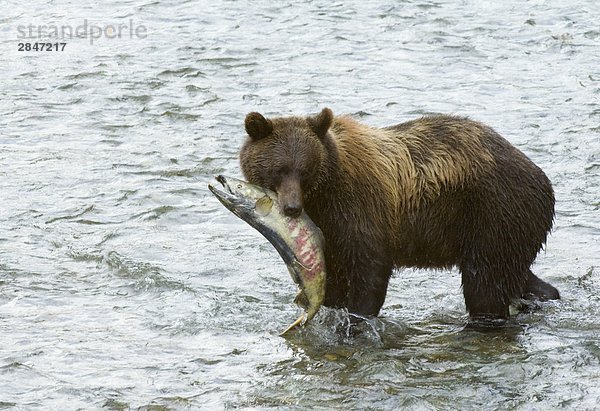 Grizzlybär (Ursus Arctos) gefangen Erwachsenen mit Chum (Oncorhyncus Keta) Lachs männlich in Fish Creek Tongass National Forest  Alaska  Vereinigte Staaten von Amerika.