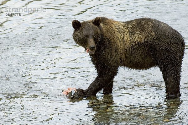 Grizzlybär (Ursus Arctos) erwachsen essen Lachs. Fisch Creek Tongass National Forest  Alaska  Vereinigte Staaten von Amerika.