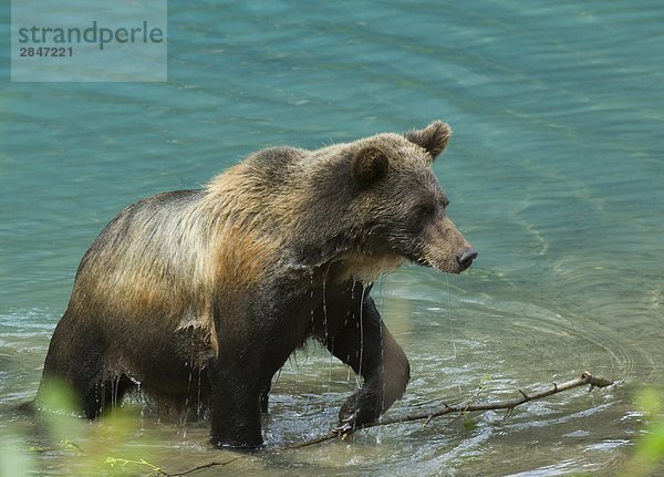 Grizzlybär (Ursus Arctos) Erwachsene aus Wasser. Tongass National Forest  Alaska  Vereinigte Staaten von Amerika.