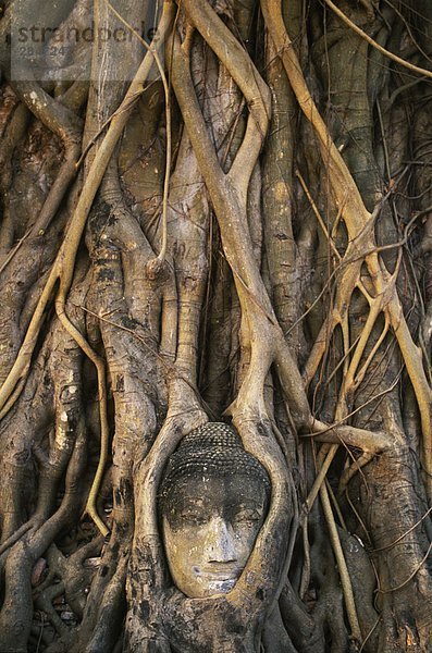 Süd-Ost-Asien  Thailand  Ayutthaya  Wat Mahathat  Buddha Kopf verschlungen in Wurzeln der Banyan-Baum