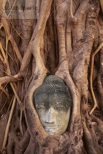 Süd-Ost-Asien  Thailand  Ayutthaya  Wat Mahathat  Buddha Kopf verschlungen in Wurzeln der Banyan-Baum