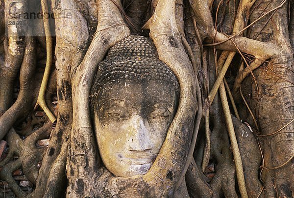 Süd-Ost-Asien  Thailand  Ayutthaya  Wat Mahathat  Buddha Kopf verschlungen in Wurzeln der Banyan-Baum