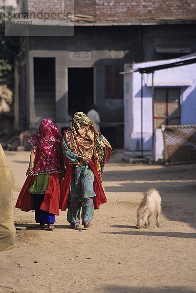 Indien  Rajastan  Samode Dorf  Frau im Dorf mit Schwein auf Straße laufen