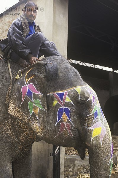 Indien  Rajsatan  Jaipur Elefanten und Mahoot mit farbigen Paint Dekorationen