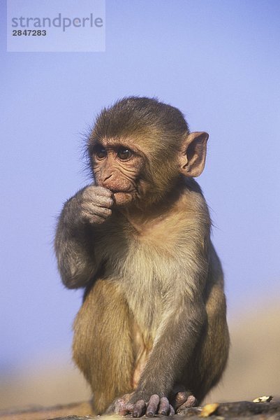 Rhesus Macque (Macaca Mulatta)  Indien  Jaipur bei 'Monkey Tempel'