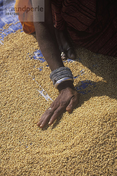 Indien  Rajastan  in der Nähe von Jaipur  bei Amber  Frau siebt Korn