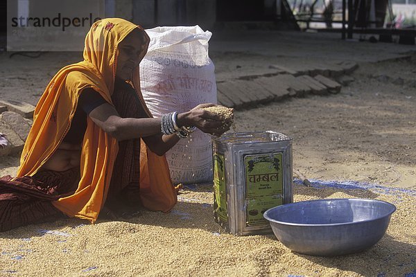 Indien  Rajastan  in der Nähe von Jaipur  bei Amber  Frau siebt Korn in Conatiners