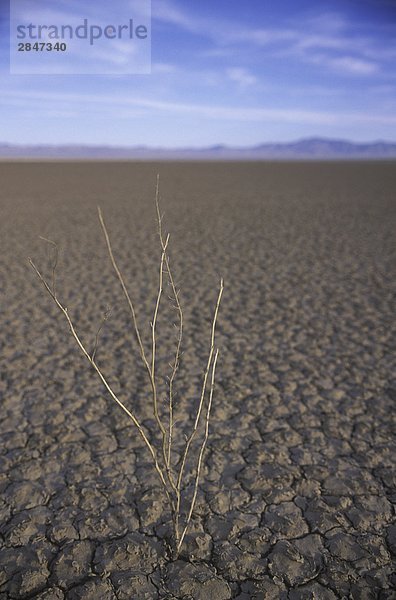 USA  California  Dry Lake Bed in Mohave Wüste mit trockenen Pflanze.