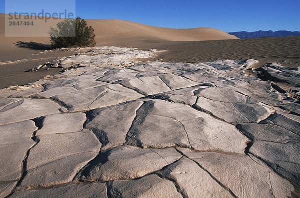 USA  California  Death Valley  das Mesquite Dünen Sandstein und Bush im Sonnenlicht