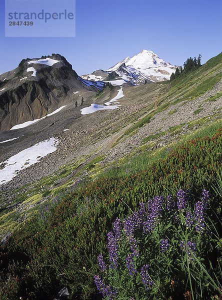 USA  Washington State  Mount Baker Recreation Area mit Lupinen