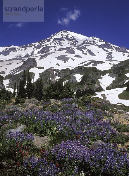 USA  Mount Rainier Nationalpark  Alpenraum mit Wildblumen