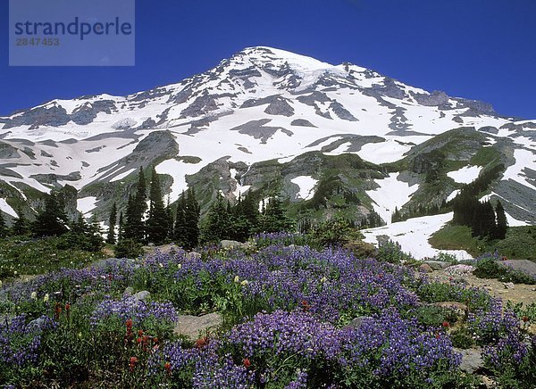 USA  Mount Rainier Nationalpark  Alpenraum mit Wildblumen