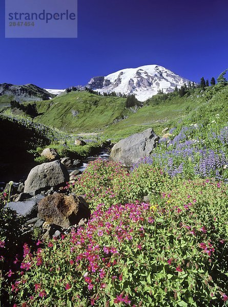 USA  Washington State  Mount Rainier  Wildblumen mit Creek auf einer Almwiese mit Mount Rainier darüber hinaus.