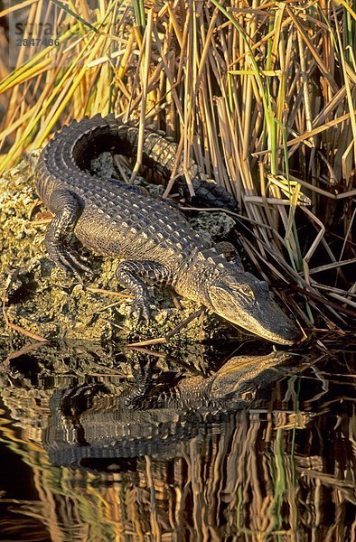 Sonnen sich amerikanische Alligator (Alligator Mississippiensis)  Florida  USA.