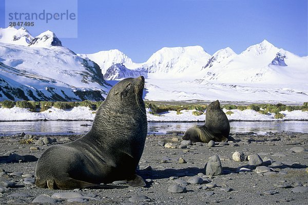 Bulle Stier Stiere Bullen Schutz Seelöwe Antarktis Geographie Südgeorgien Zucht