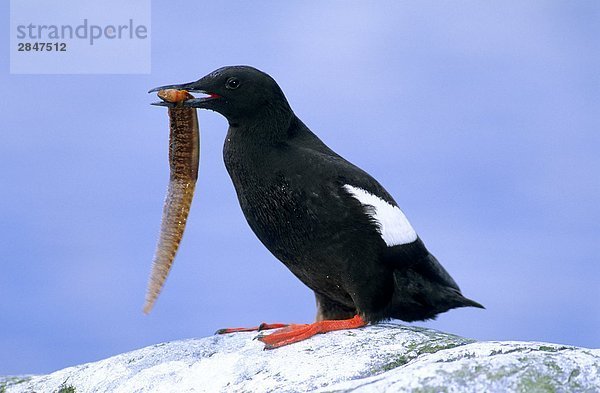 Adult Gryllteiste (Cepphus Grylle) bringt eine Sandaal zurück zu sein Nest  Finnmark  Norwegen.
