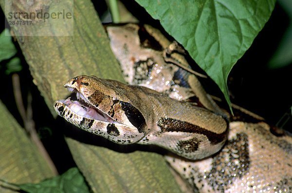 Adult Boa Constrictor (Boa Constrictor) klaffende Bedrohung Anzeige  Trinidad.