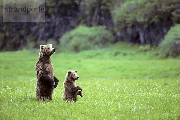 Mutter Braunbär (Ursus Arctos) und Yearling Cub stehen  den Ansatz einer anderen Bären  coastal Alaska zu untersuchen.