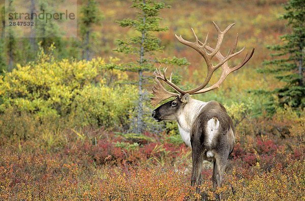 Adult Bull Caribou (Rangifer Tarandus)  Alaska  USA.