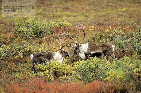 Rivalen Sie adult Caribou Bulls (Rangifer Tarandus) Sparringspartner während der Herbst Rut  Alaska  USA.