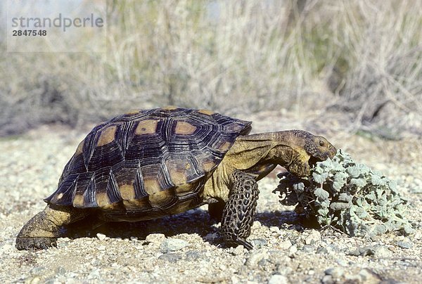 Adult Wüste Gopherschildkröte (Gopherus Agassizii) Fütterung eine saftige Anlage in der Sonora-Wüste  Süd-Arizona  USA