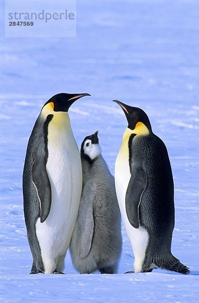 Kaiserpinguin (Aptenodytes Forsteri) Erwachsene und Chick  Atka Bay Colony  70 Grad S  Weddell-Meer  Antarktis.