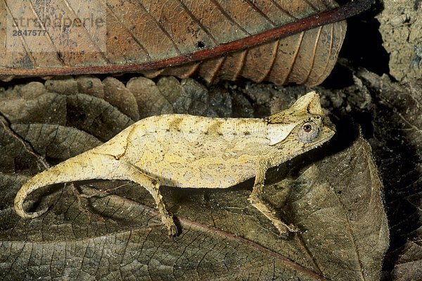 Eyebrowed Chameleon (Brookesia Superciliaris)  Madagaskar