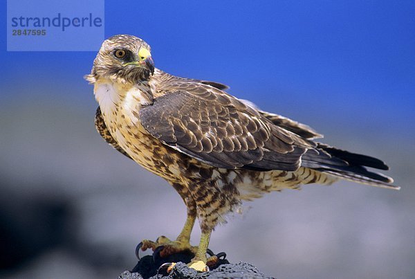 Endemische Galápagos Hawk (Buteo Galapagoensis)  Rabida Insel  Galapagos Archipel  Ecuador