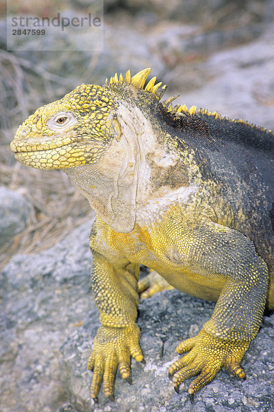 Galapagos landen Iguana (Conolophus Subcristatus)  südwärts Plaza-Insel  Galapagos Archipel  Ecuador