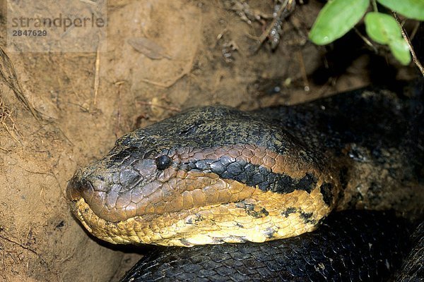 Erwachsen frau grün Anaconda (Anakondas Murinus)  die nur ein großes Nagetier gegessen hatte und wurde seine Mahlzeit an der Mündung des ein Burrow neben einem Fluss  östlichen Pantanal  Südbrasilien verdauen