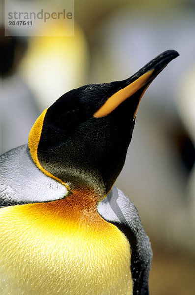 Adult King Penguin (Aptenodytes Patagonicus)  Salisbury Plains  South Georgia Island  Südatlantik.