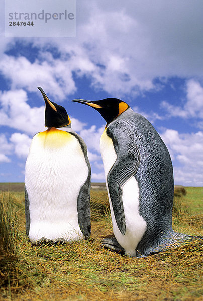 Wirbt Erwachsene König Penguins (Aptenodytes Patagonicus)  Salisbury Plains  South Georgia Island  Südatlantik.